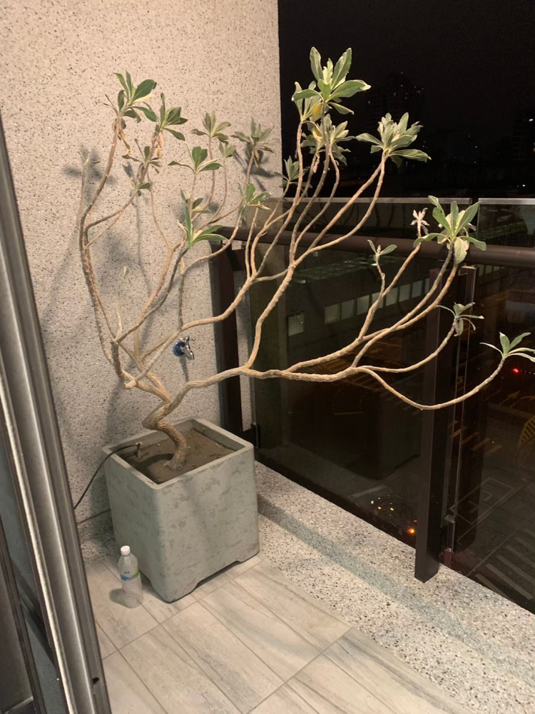 LINE_ALBUM_文心路國雄1號完工照_240829_25